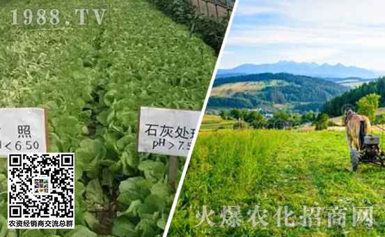 石灰對土壤起到什麽作用？蔬菜施用石灰的技能關鍵
